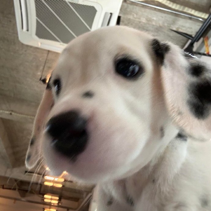 好近！已经闻到小狗味了！ 