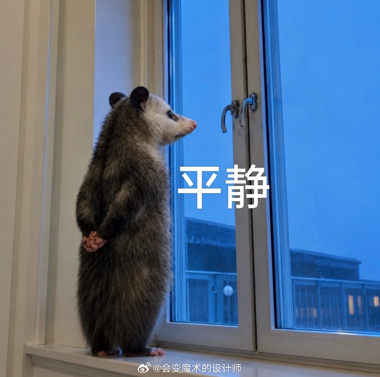 大概是惦记工作室的小鱼宝一整晚做梦都在鱼缸里忙活梦里整缸水发白鱼儿慌慌张张游来游