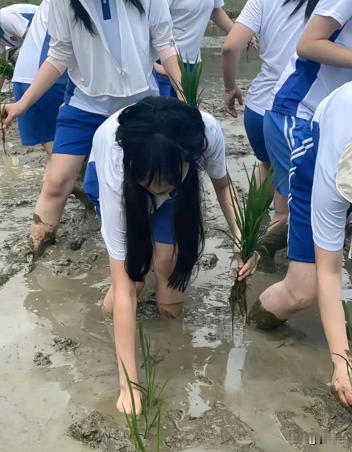 让学生们去插秧，体验劳动，你们觉得怎么样？