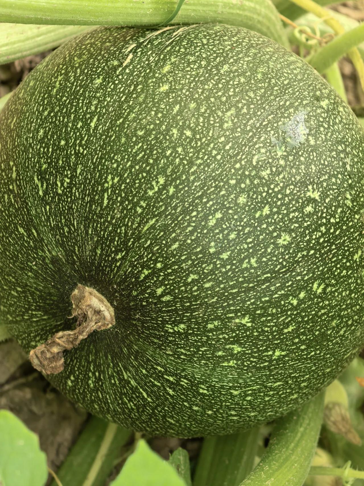 今年在空地上一起种了四棵南瓜，同样的南瓜子，有三棵长出白颜色无花纹，一棵长出青色