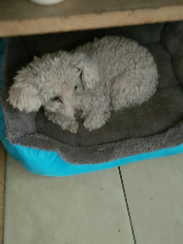 快来分享家中萌宠大块头的温柔和小卷毛的撒娇，是家里最治愈的日常✨