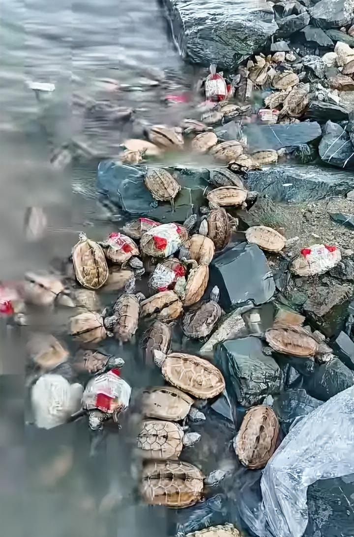 放生成了杀生
一群无知的人，跑到河边放生乌龟，结果他不知道的是这些乌龟是温室龟，