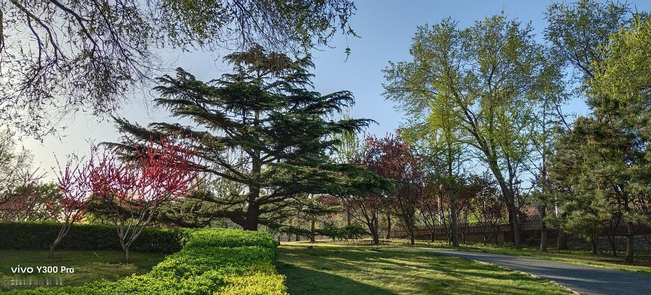 北京现在：晴天，9-23℃，空气质量优。
风轻云淡，阳光正好，非常舒服的春日～