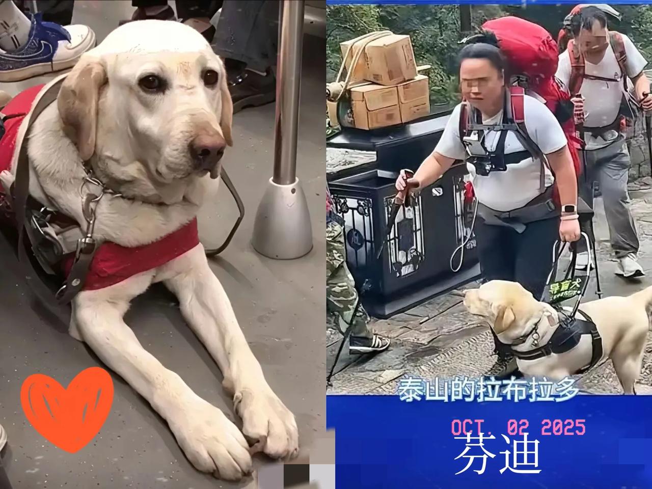导盲犬芬迪的髋关节都磨到三级损伤了，大连基地还在捂报告？这波操作真的看不懂！
 
