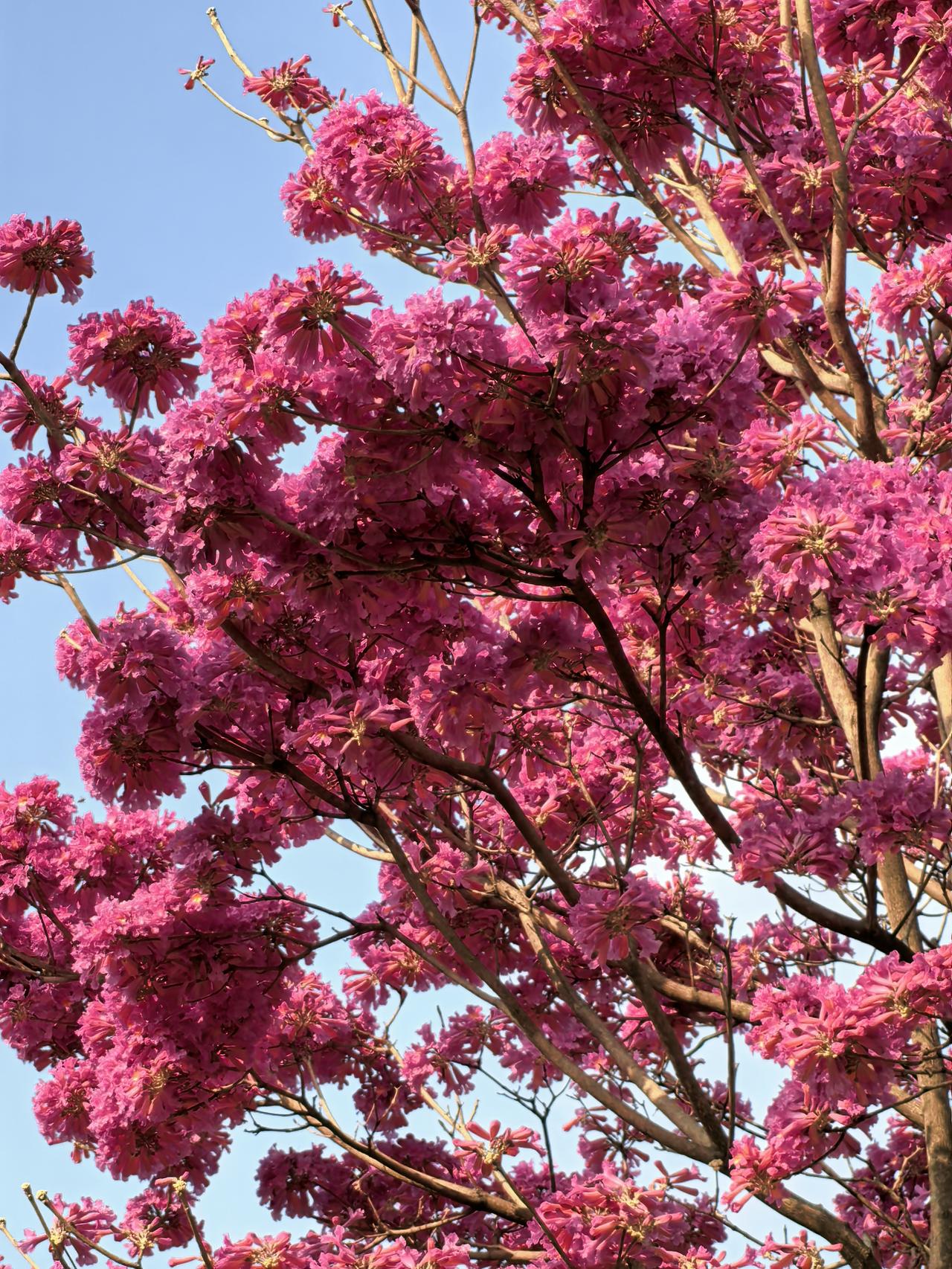 紫花风铃：早春亮丽的风景

春节期间，深圳市龙华区玉龙公园里的紫花风铃树，花朵盛