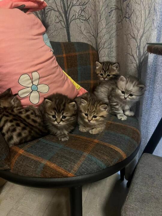 挑小猫啦😻