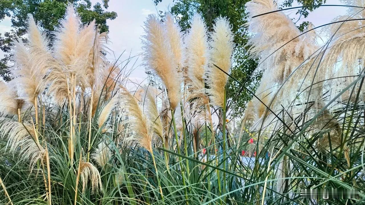 人生就如浮在水面上的泡沫一般，大多数人就这样轻浮的过了一生。那些人并非缺乏力量，