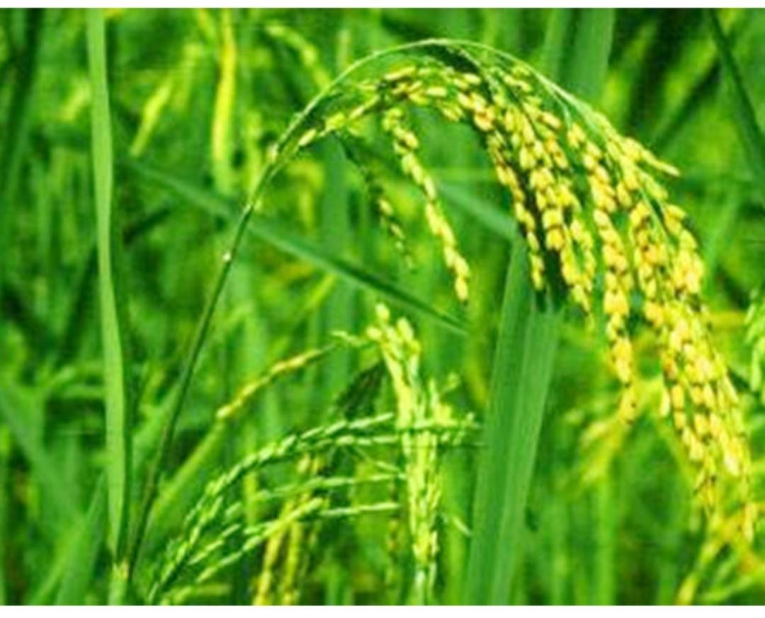 说起水稻，咱们中国可是老祖宗的宝贝，谁也不敢小瞧它。不过今天咱们要聊的，是一位“