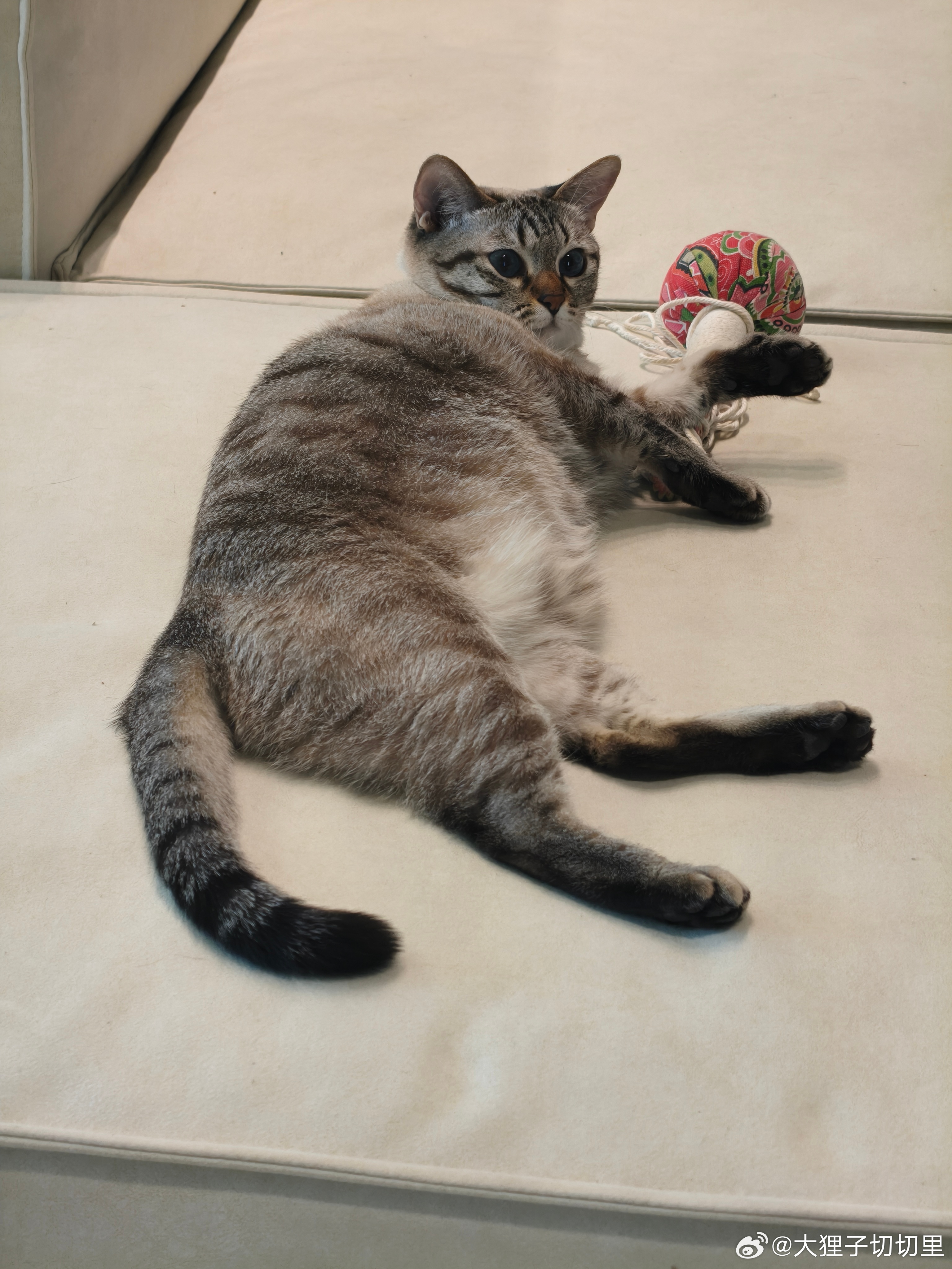 不知道，咪的身材很曼妙 