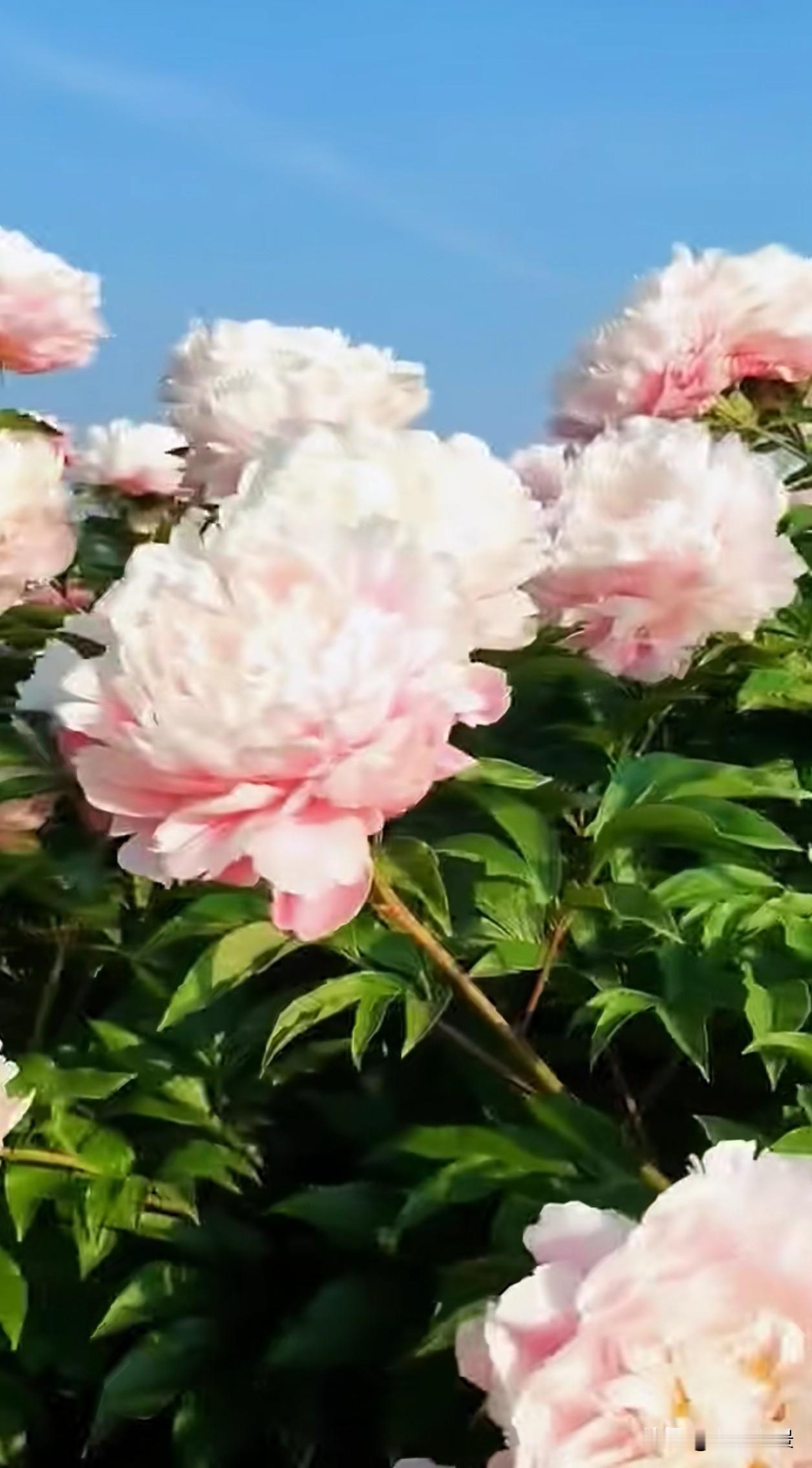 澄澈蓝天之下，浅粉牡丹如云似霞，柔和渐变的花瓣层层舒展，清新治愈，自带温润从容的