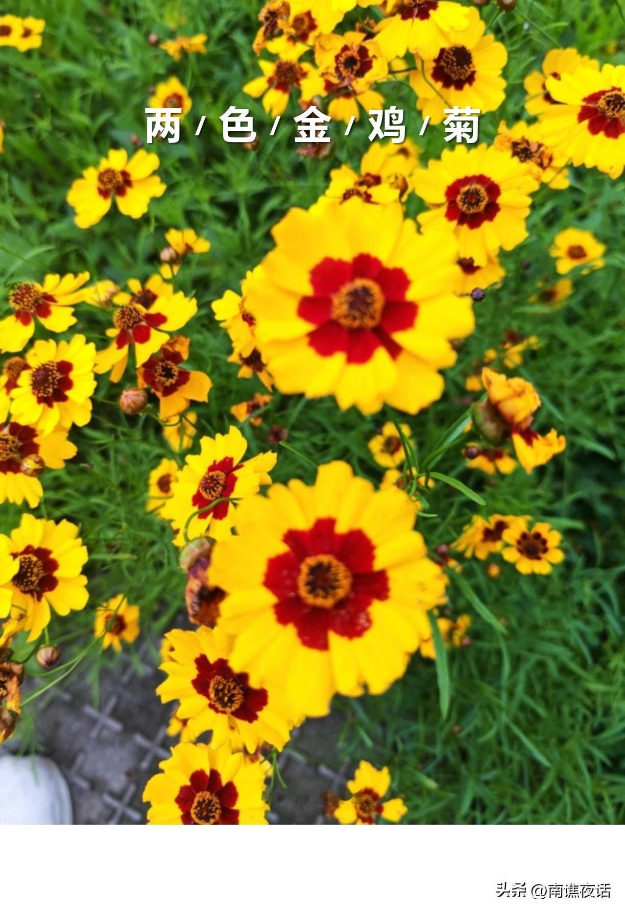 ，什么花都行夏天的两色金鸡菊，色彩鲜艳，在公园里十分醒目。但如果没有花卉识别AP