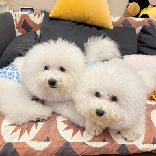 小鼻噶们，你们是来抢沙发的吗～