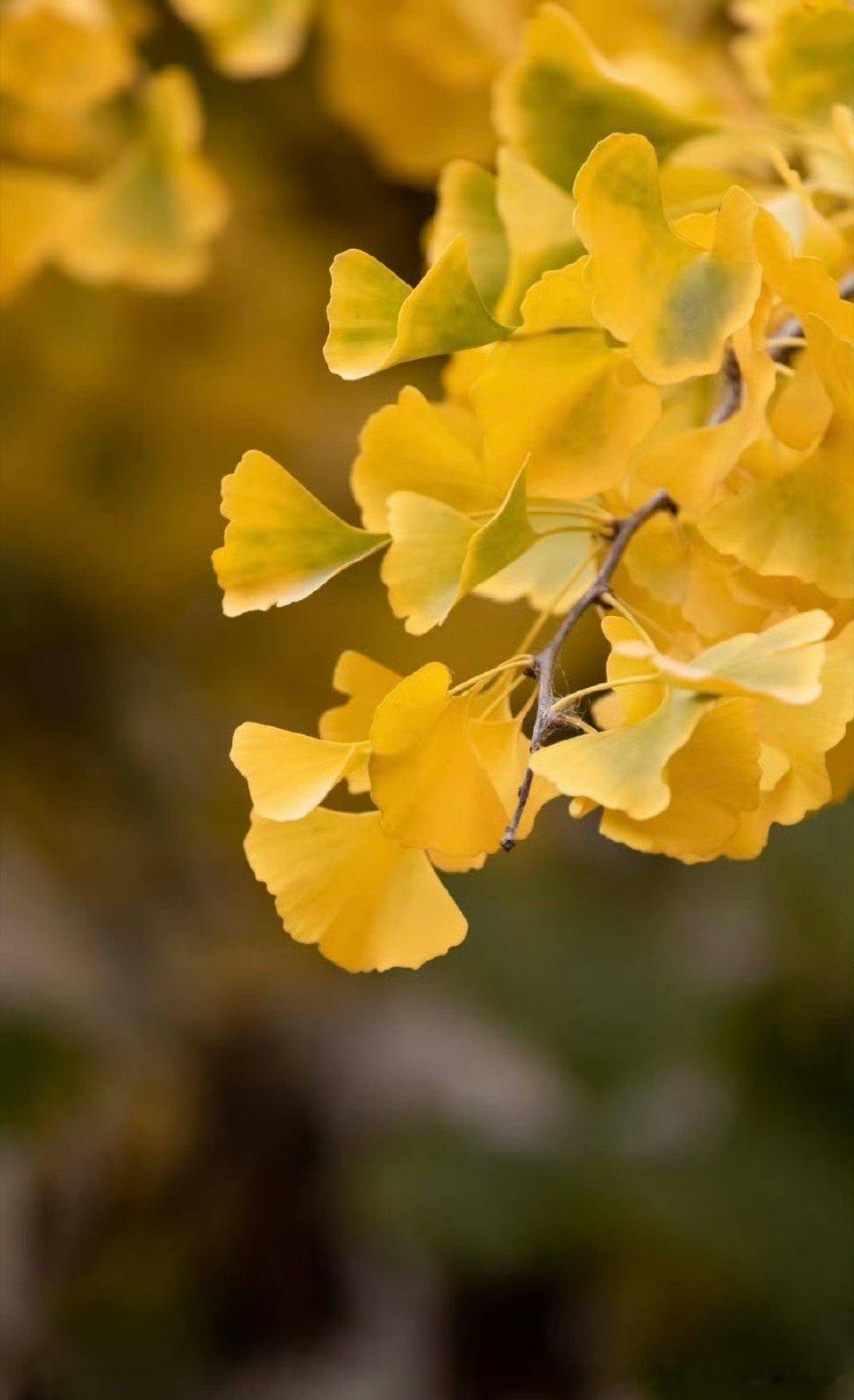 秋天是北京最美的季节～  
