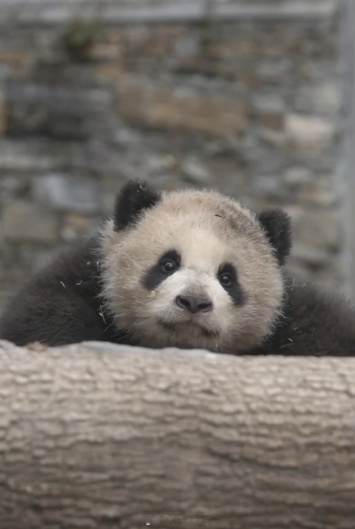 盼青崽，胖四妹妹好爱挂树，随便一截都好可爱～🐼 