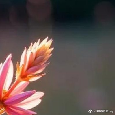 谎言像一朵盛开的鲜花，外表美丽，生命短暂 