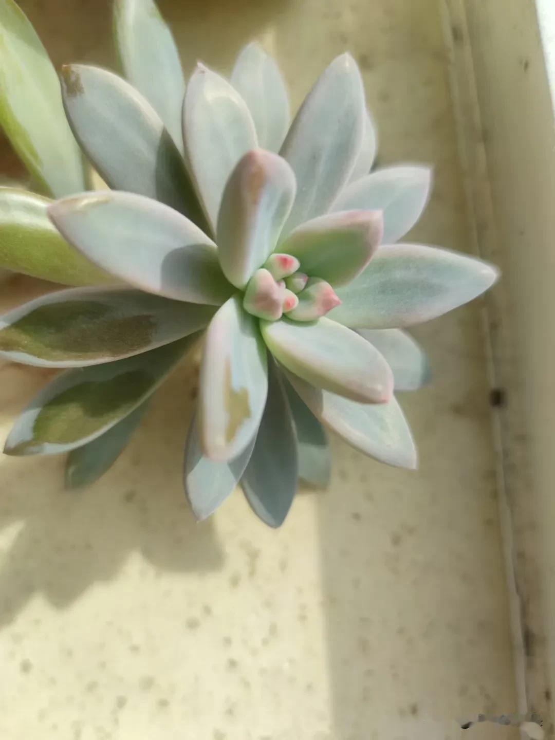 我家这盆多肉，像个小美人儿还挺“娇贵”
 
你看我家这盆多肉，叶片粉粉蓝蓝的，中