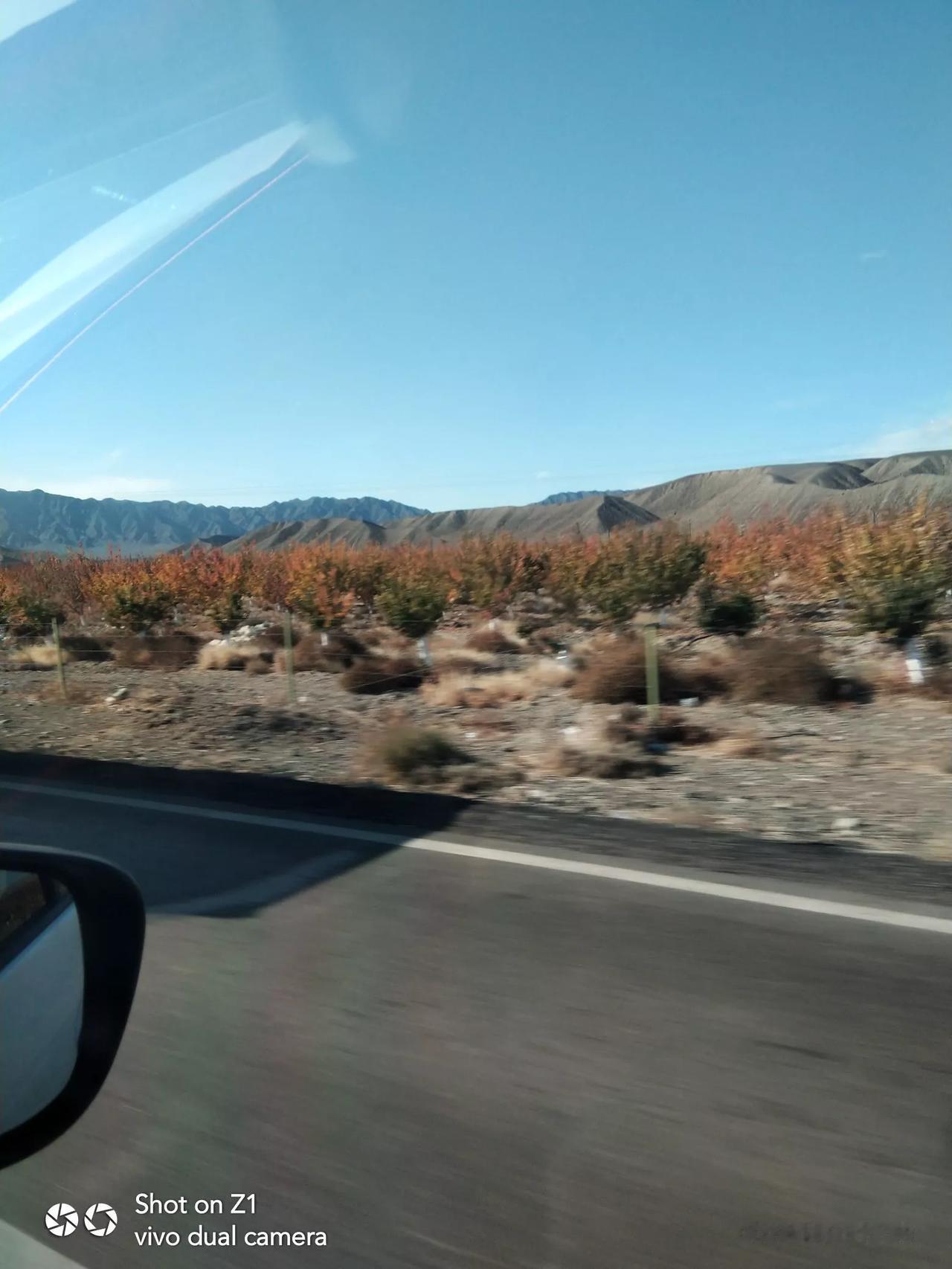 #随手一拍都是美景#
杏子已去，林子仍在。这也是一道美丽的风景线。