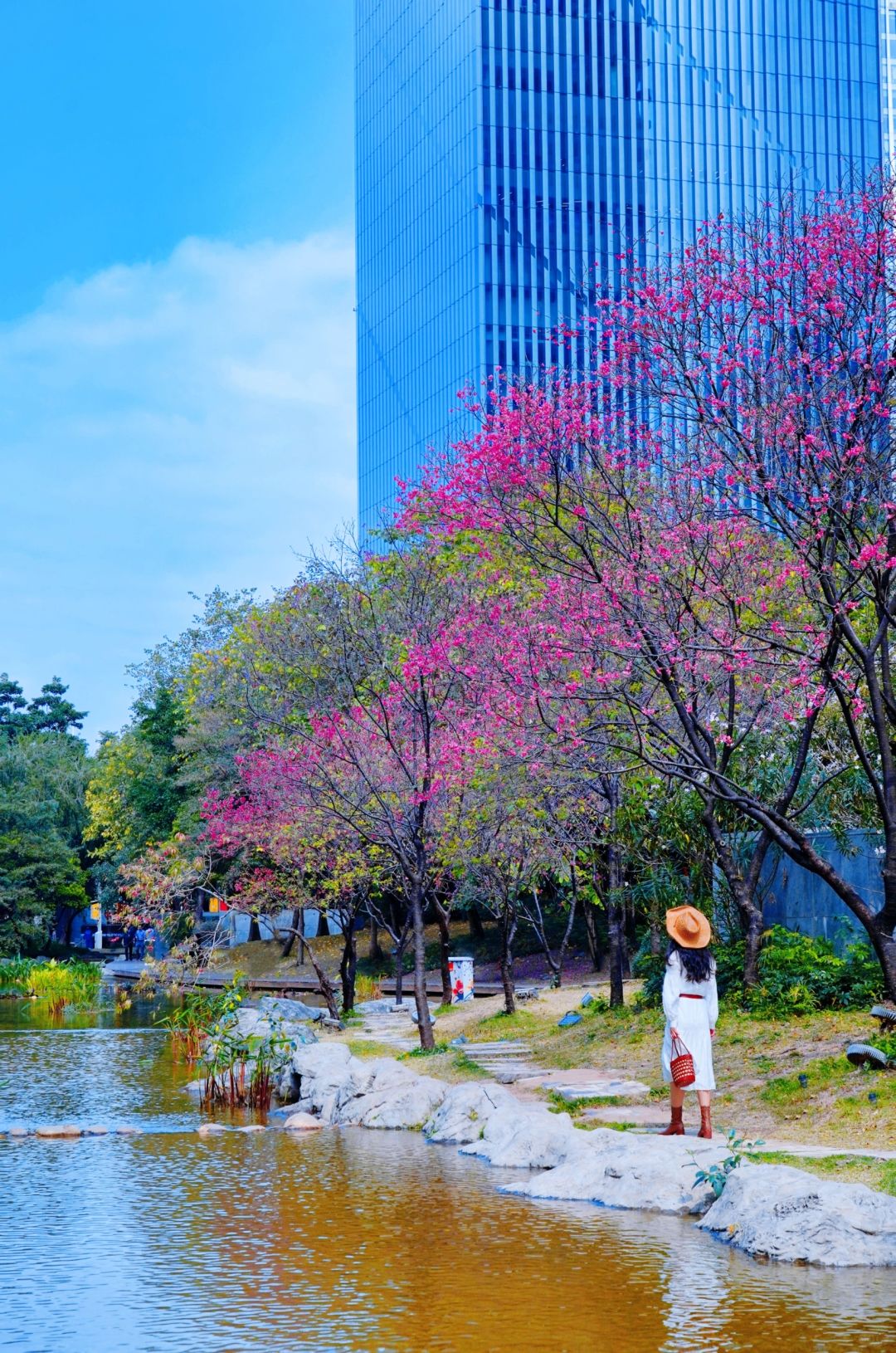 广州版“纽约公园”🌸花城广场的樱花开了