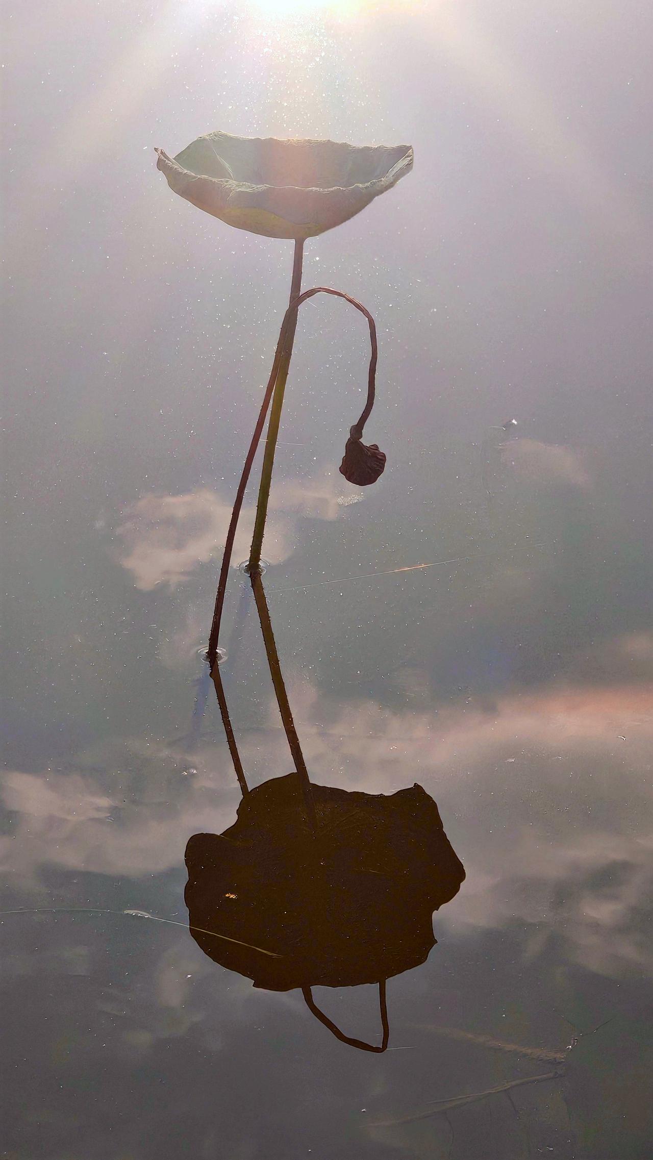 《残荷秋韵》