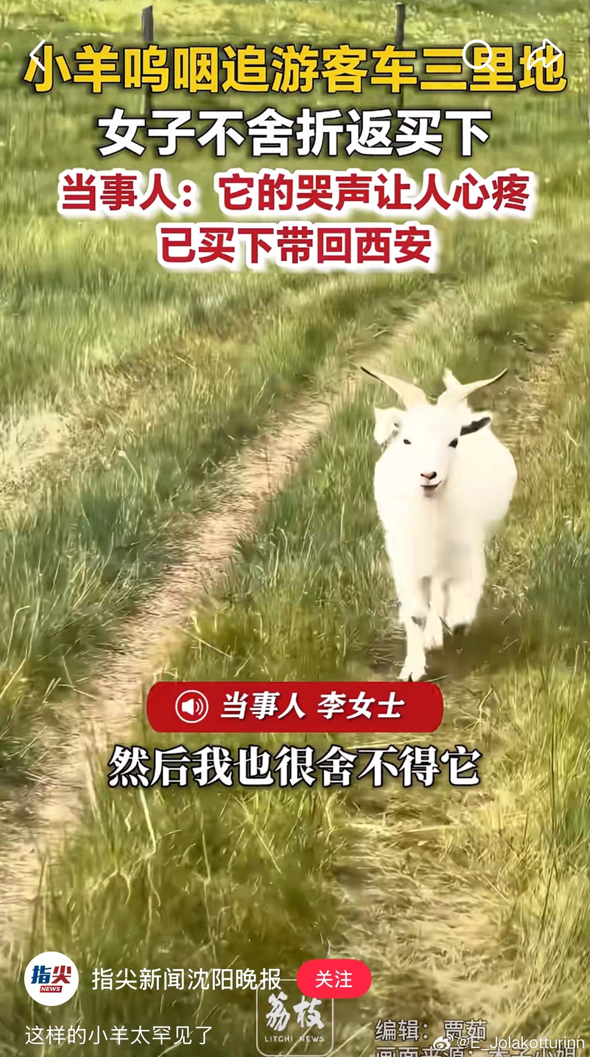 每次看到这种自我感动的降智新闻都觉得很无语。景区羊的大脑早就把“汽车轰鸣”和“投