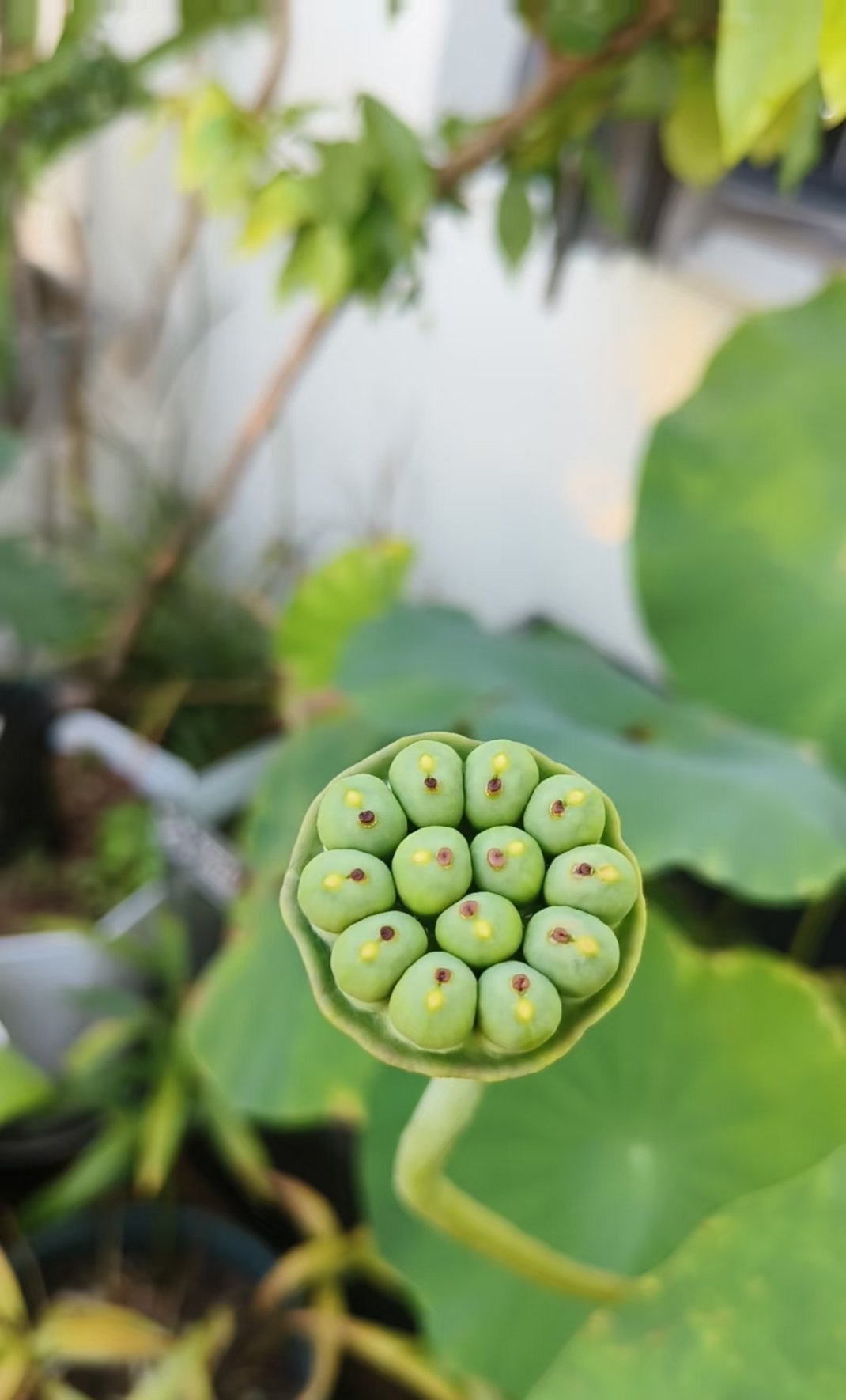 这莲蓬是不是有点不太对劲？？？其他的莲蓬好像不长这样吧！第一次种荷花不太懂 