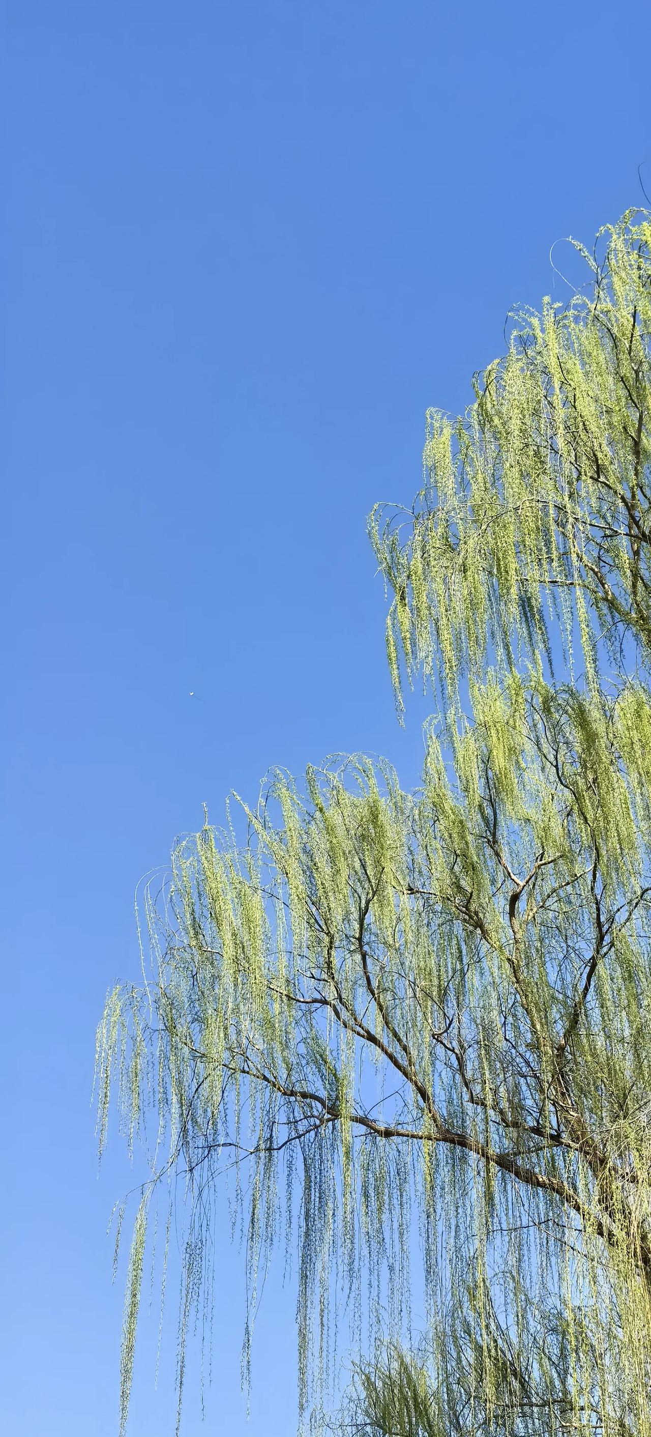 分享你手机中的花花草草花红柳绿，蓝天白云，晴空万里