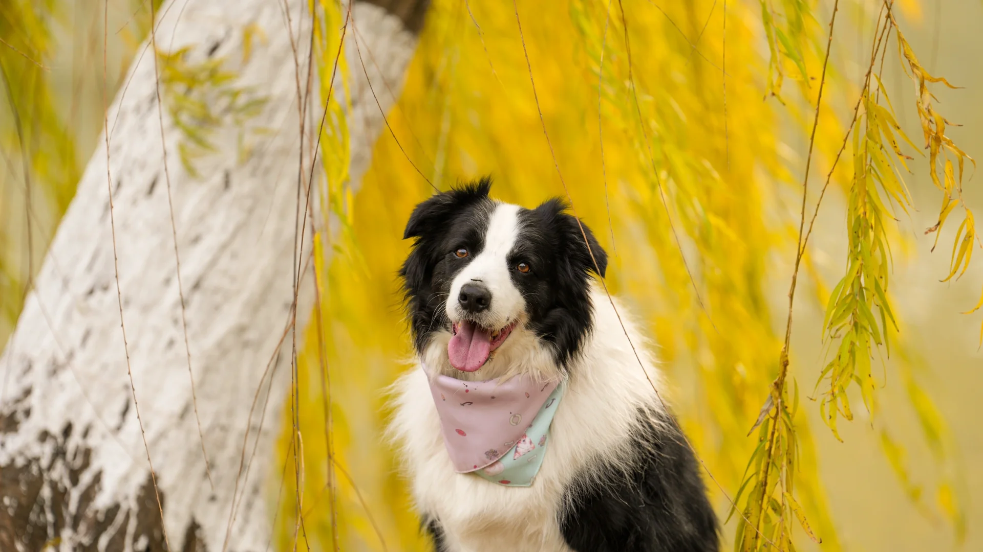 布鲁酱：妈妈又给小伙伴们拍照啦