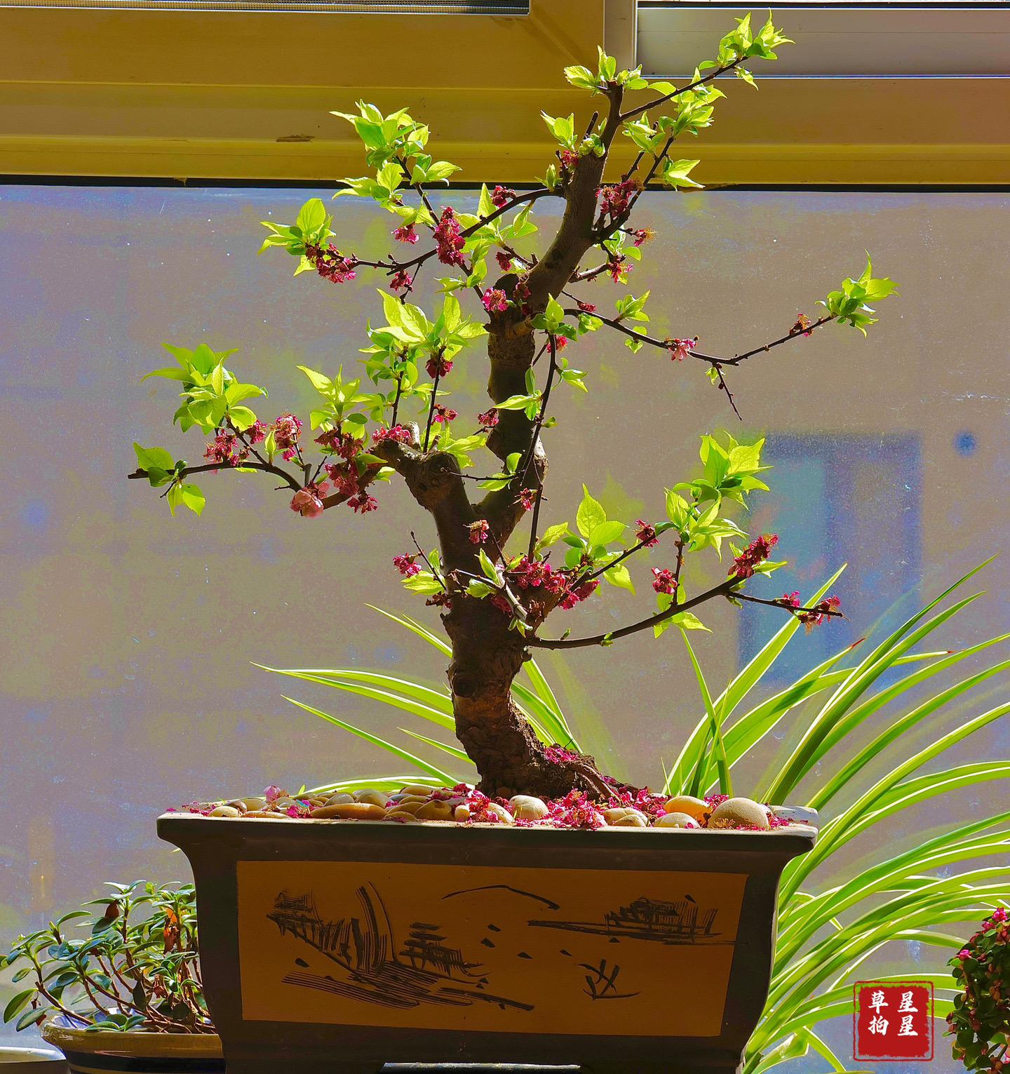 花落了，缘绿叶又来了。