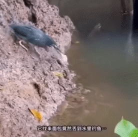 鸟：这波学会了没？低蛋白换高蛋白血赚。