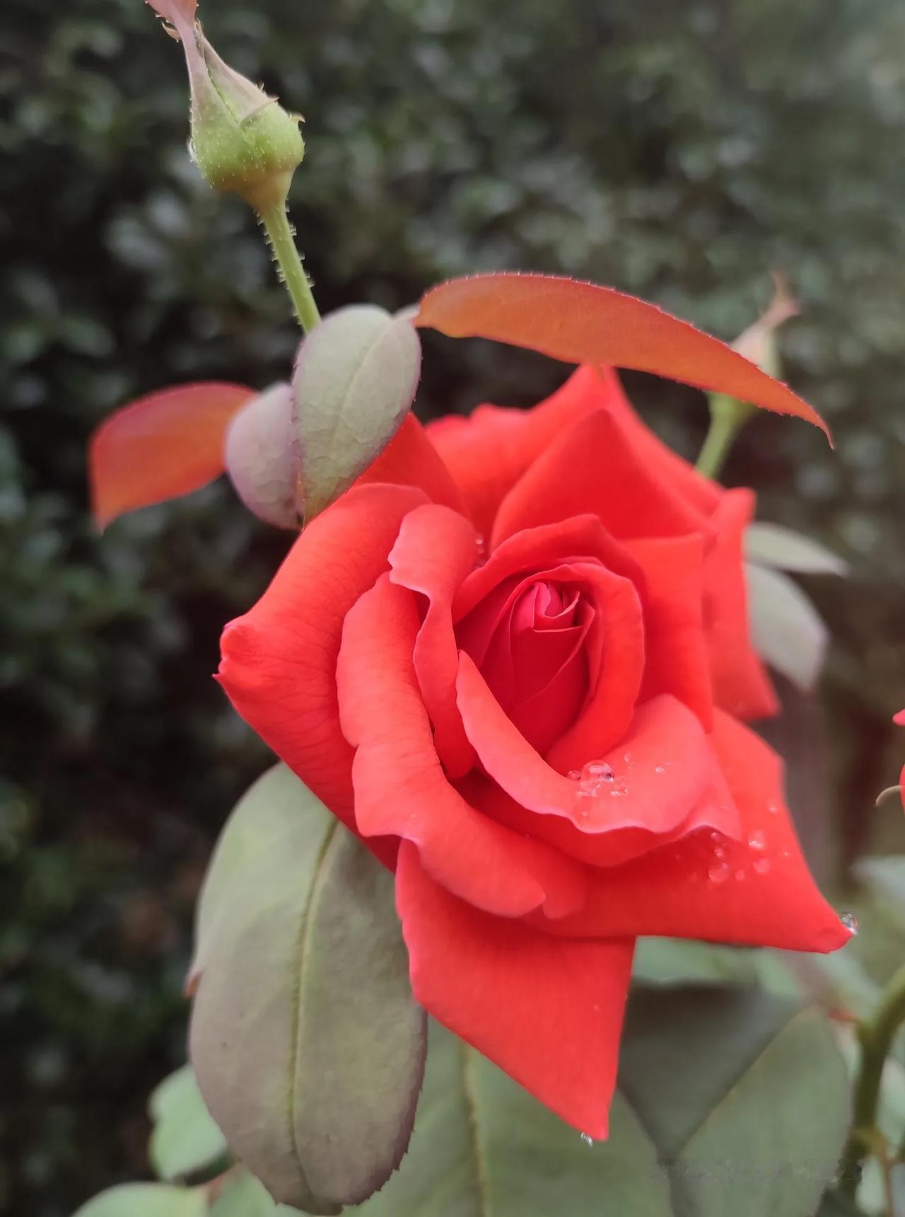 分享一张随手拍的花。