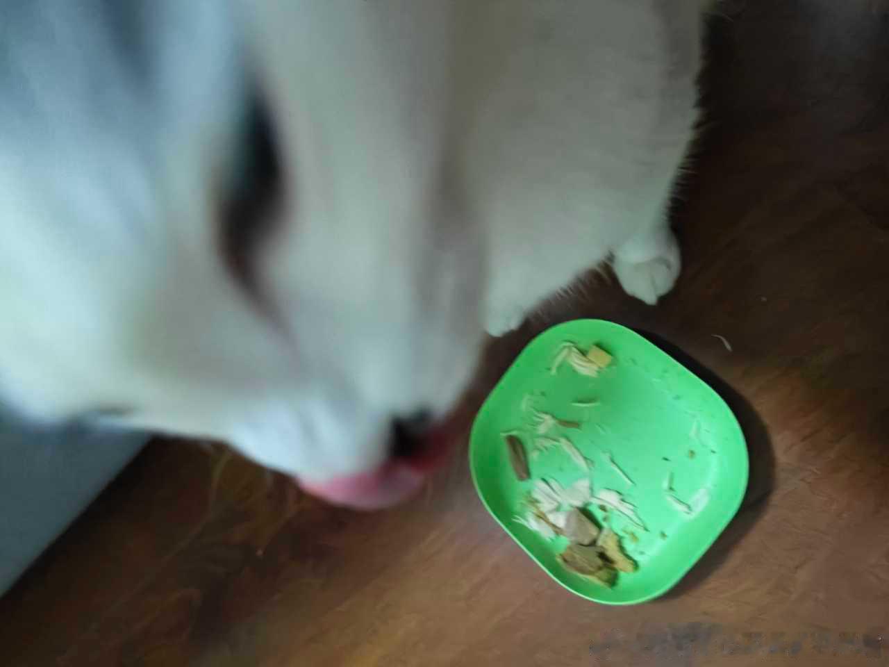 49561【丑猫】展示猪肝 