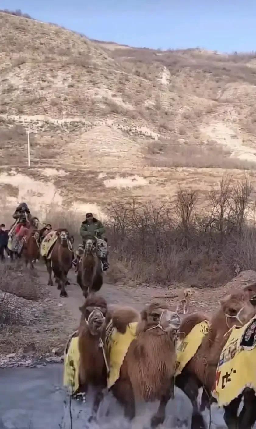 东天山骆驼队翻山要去洛阳，我刷到视频时正啃苹果，差点噎住。
雪山背风面，十几头骆