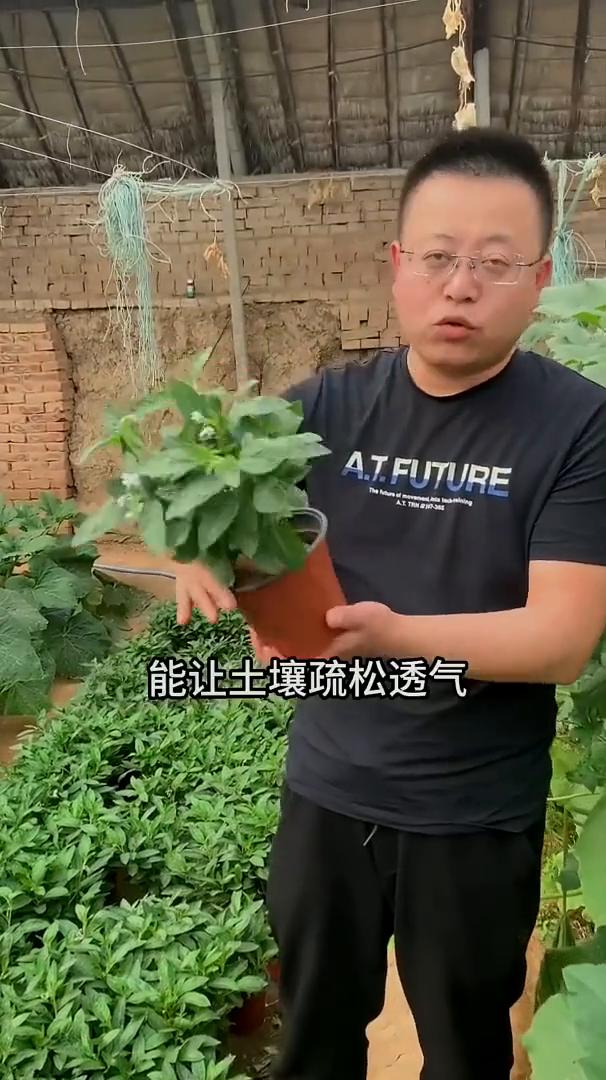 种植小技巧。
·白酒兑水就是活力素，专治植物秧苗不生长。
·啤酒兑水就是土壤活化