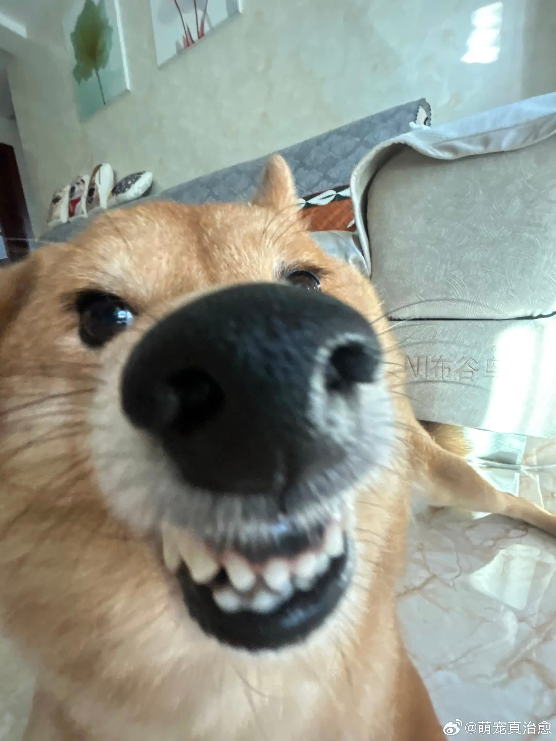 大小姐 我来啦。萌宠宠物