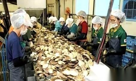 日本核污水排海三年了。
人家不仅没死透，海鲜出口额居然悄悄破了历史纪录！
看到这