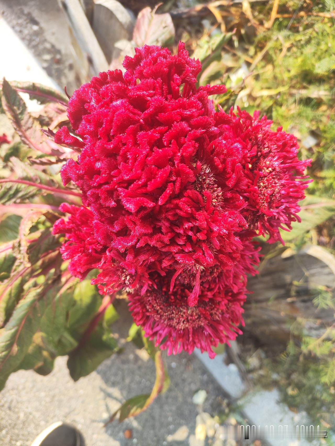 红艳鸡冠花，朵朵饱满厚实，像一顶顶火红的锦冠，热烈又喜庆。层层绒绒的花瓣，自带温