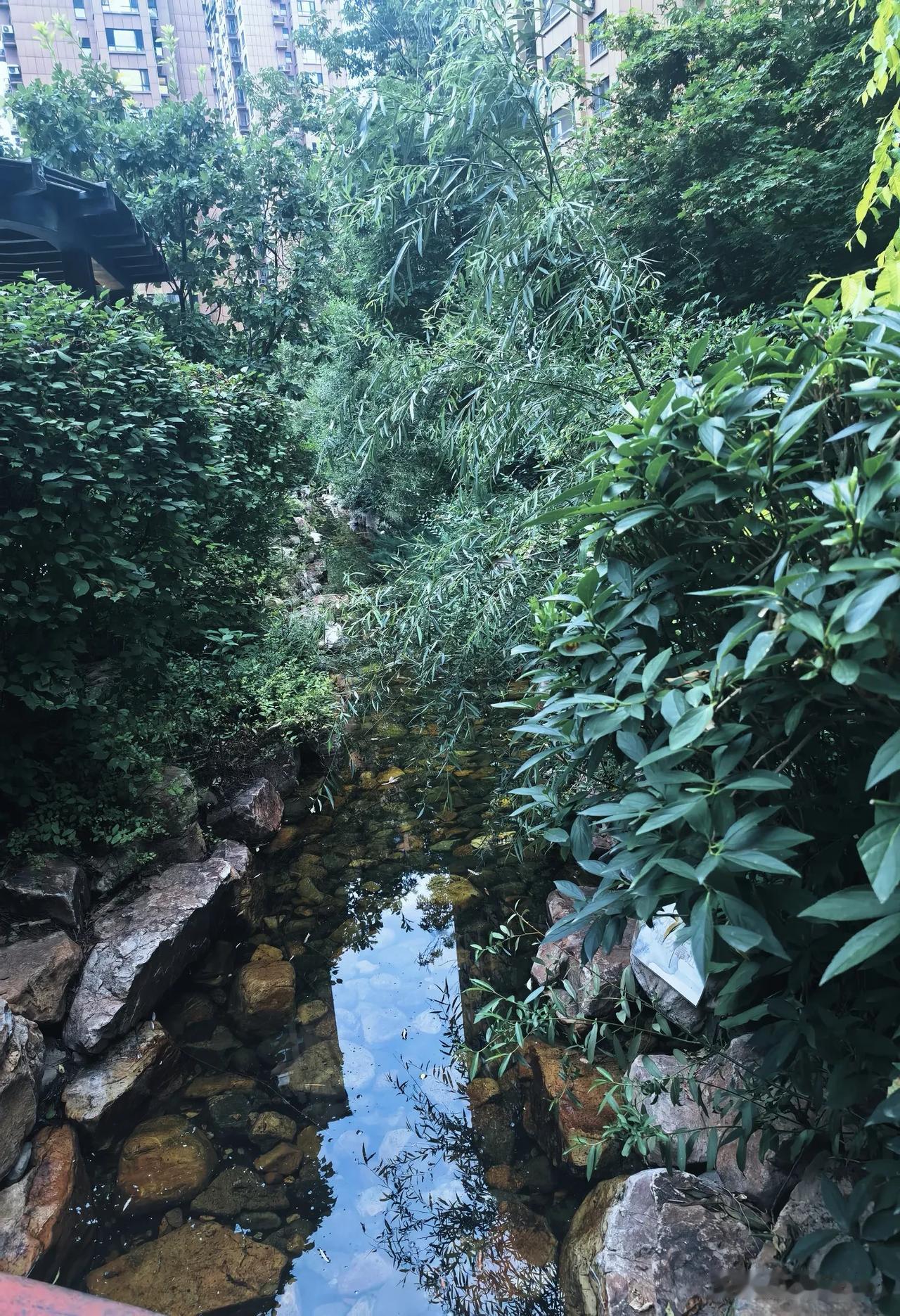 每年夏天都去北陵公园溜达几次，雨后的北陵公园空气真是太好了，湿润的空气，氧气浓度