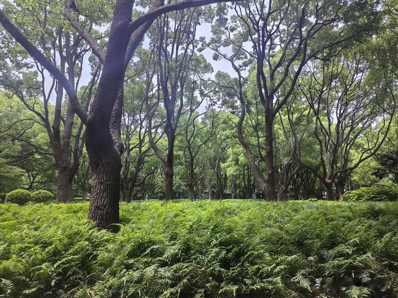 昨天在上海一天挺忙的，看看我都干了些啥。

吃了早饭以后，先去逛公园。儿子给我推