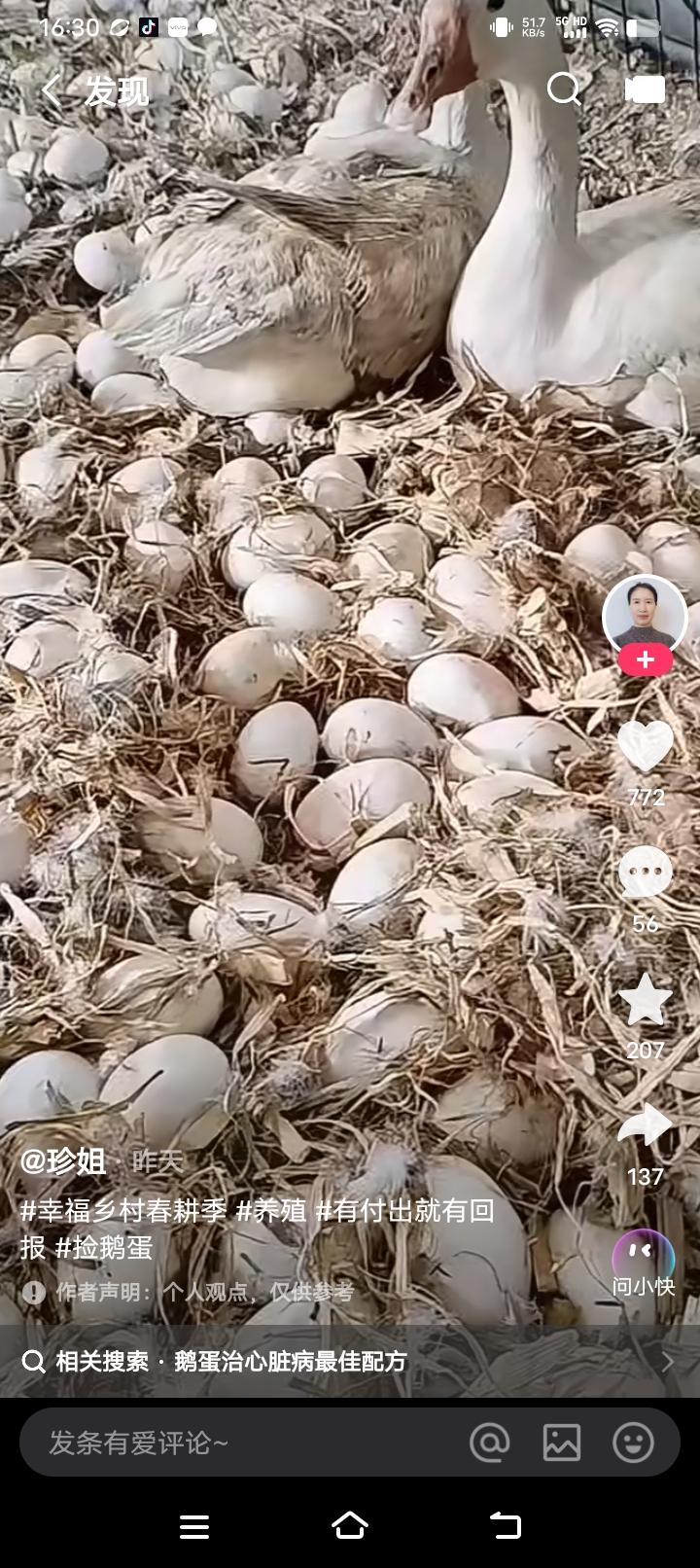 “幸福乡村春耕季，鹅蛋治心脏病最佳配方”🐥🌿