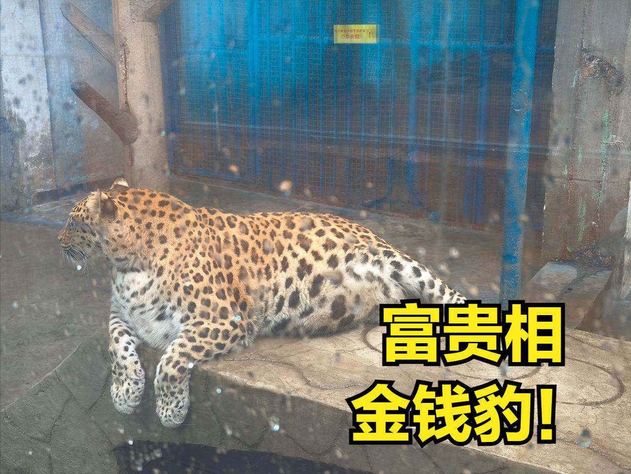 养生动物园，动物皆富态！

     人生活富足，体态自然随之充盈，动物也是一样
