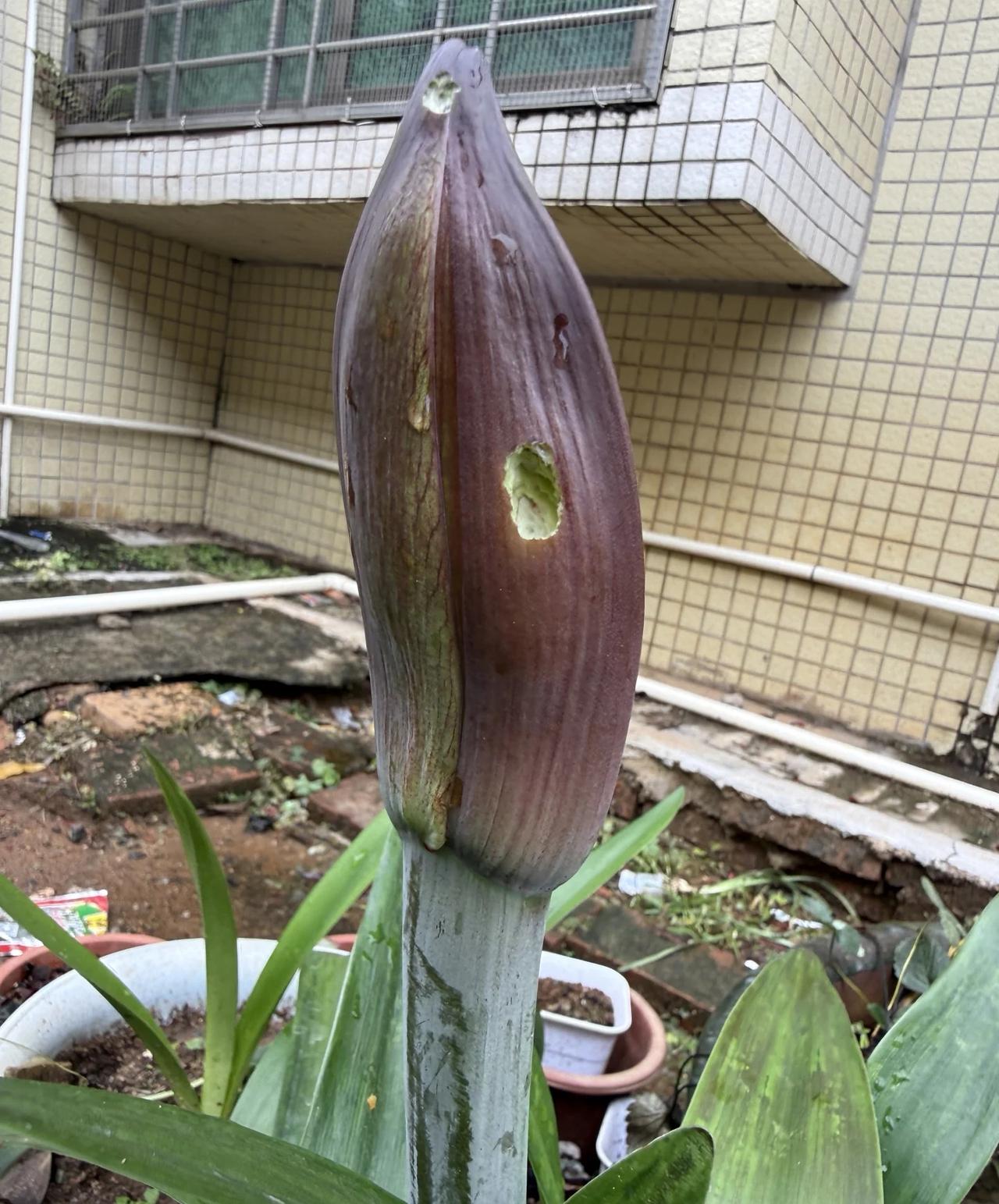 清晨，一只毛绒绒的小毛虫欢快的伸着懒腰，身上的绒毛挂着晶莹的露水，早起的虫儿有食