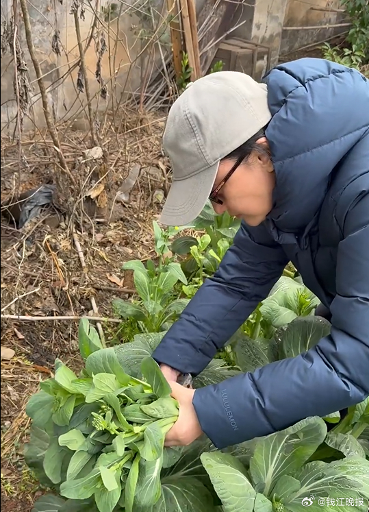 #周迅回浙江老家与同学聚会下地摘菜#【#周迅回浙江老家素颜提刀下地摘菜#：菜心非