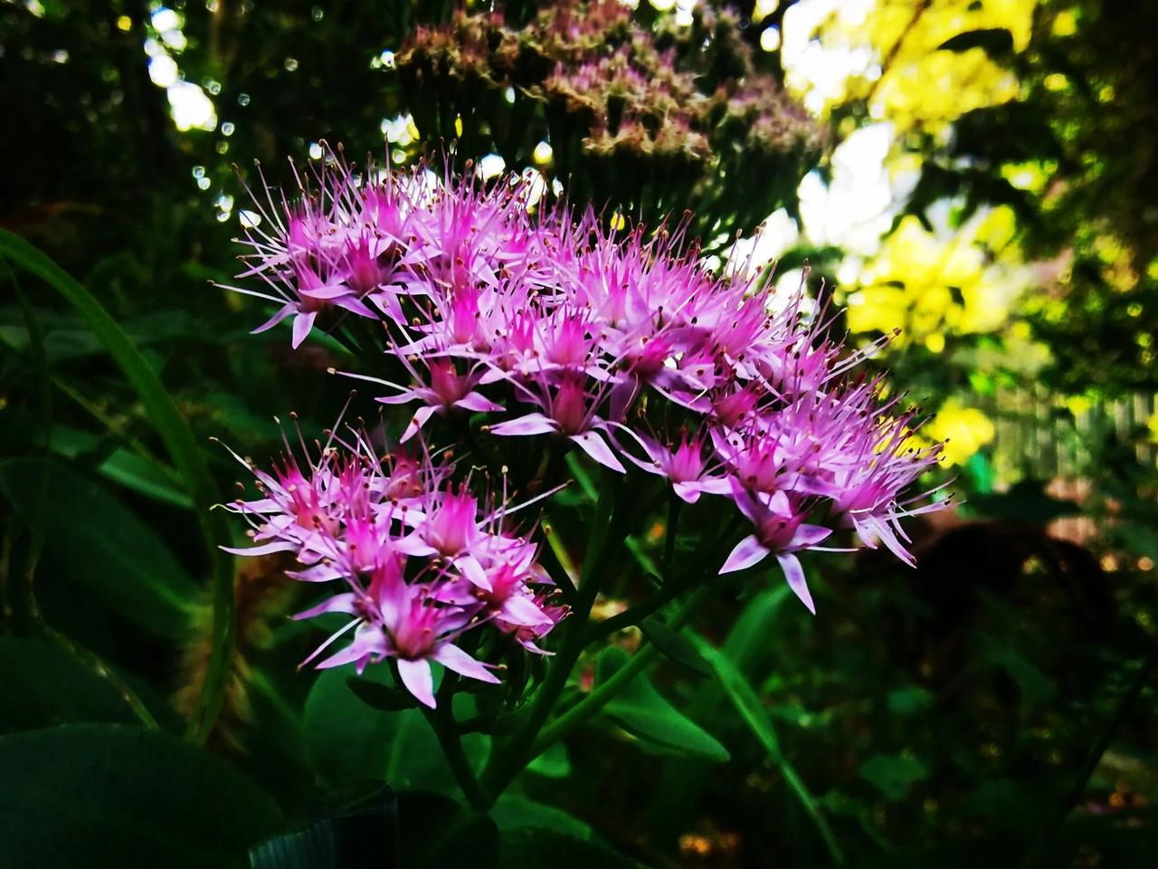 八宝景天，活血三七。健康佳品，植物花草。#不一样的药花# #红景天植物#