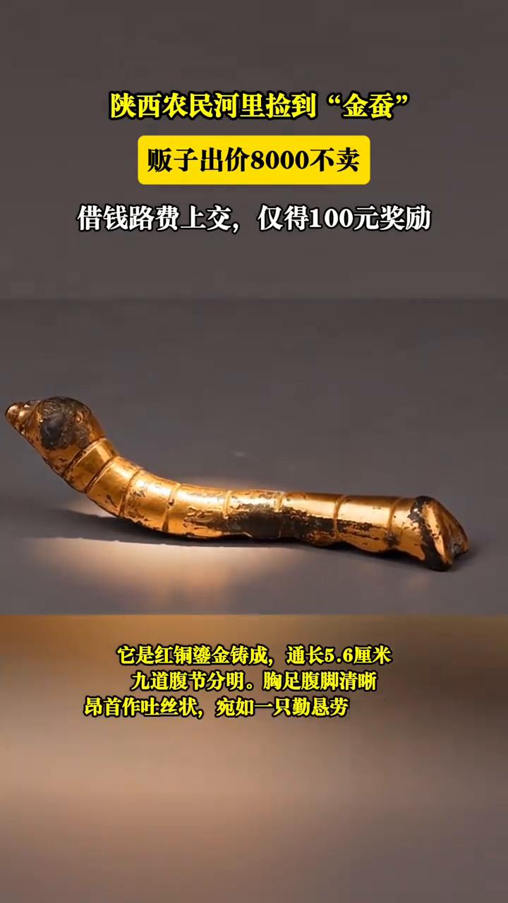 陕西农民河里捡到"金蚕"，贩子出价8000不卖，借钱路费上交，仅得100元奖励。