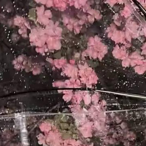 林晚靠在冰冷的土墙上，消化着这荒谬的现实。她，二十一世纪的植物学博士，在实验室通