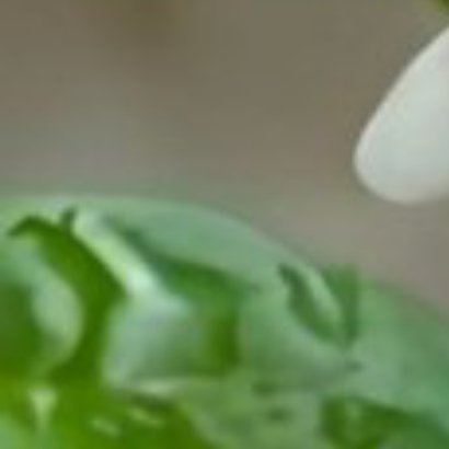 茉莉的种植：茉莉花喜光、喜温暖湿润环境，需排水良好的酸性土壤，以下是其养护要点。
