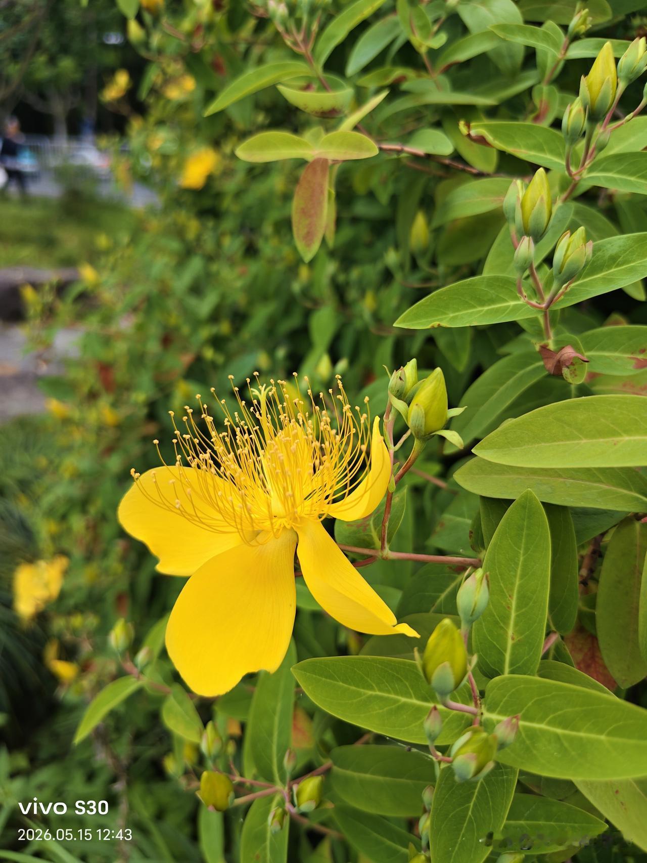 相册里的花花草草