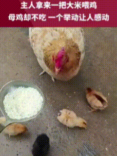 “万万没想到”！主人端着一勺大米来到鸡圈喂鸡，鸡妈妈看到主人时兴奋不已，带着几只