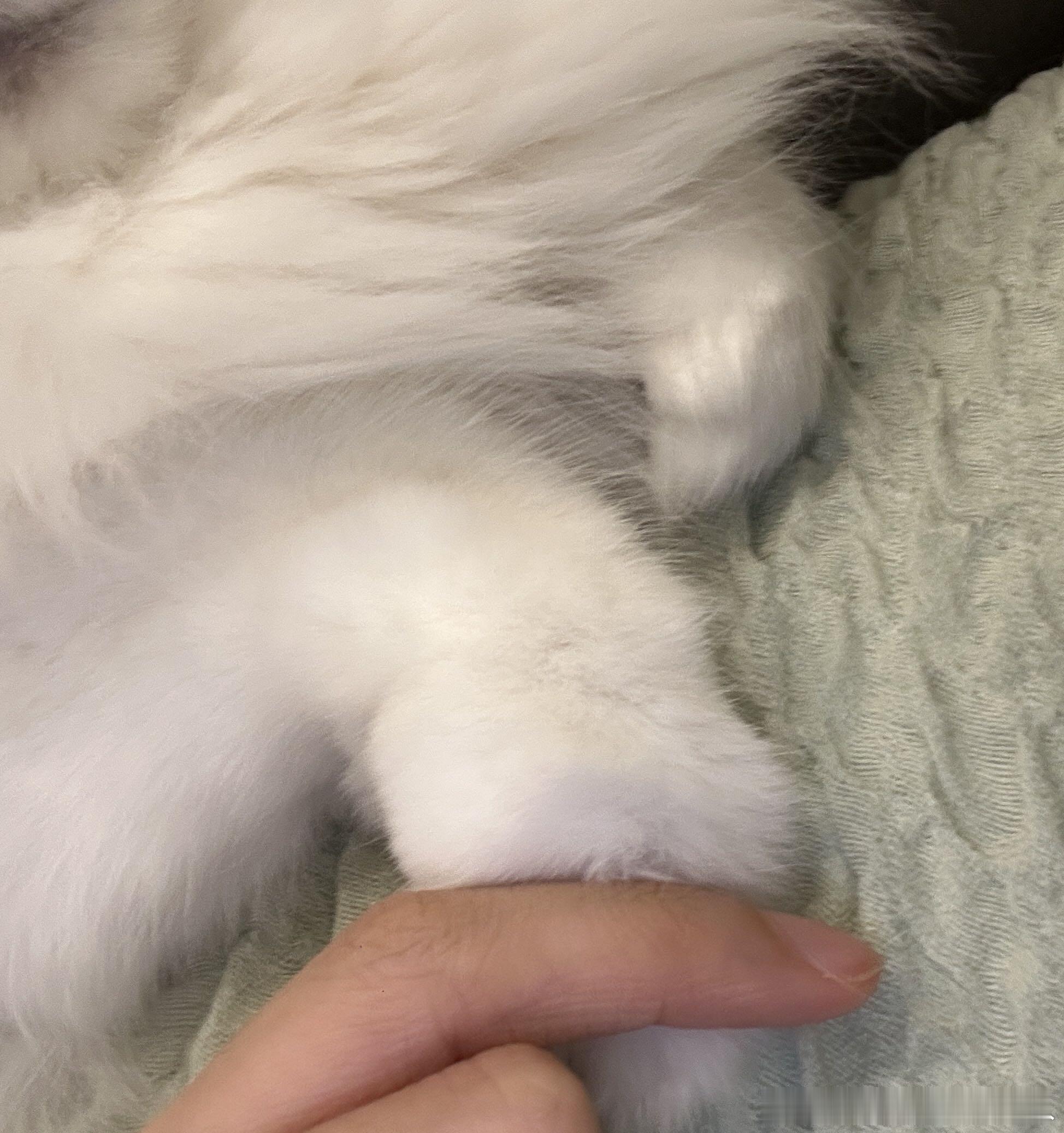 不丢毛茸茸可爱小手😺 