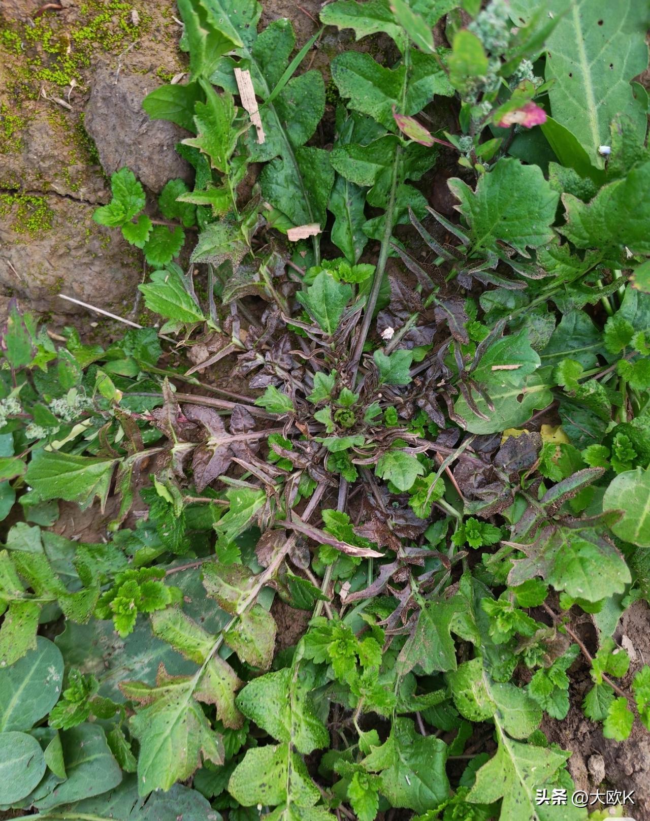 这种黑色的荠菜能吃吗？
别扔，能吃！这种荠菜是天花板！
这种黑色不是变质，是荠菜